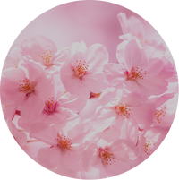 Cherry Blossom