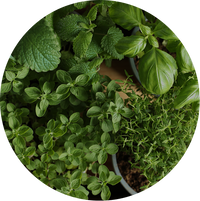 Herbs