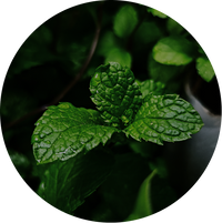 Mint