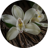 Vanilla